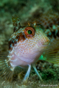 African Blenny, white fase by Marco Gargiulo 